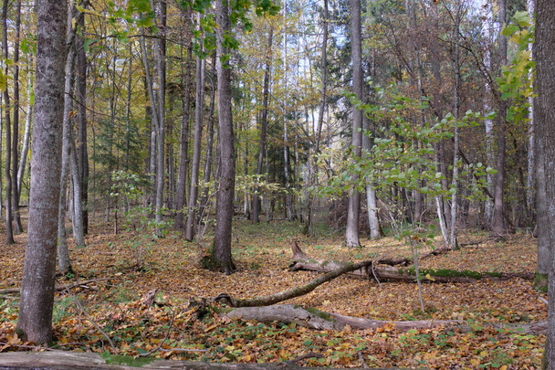 Syksyinen lehtipuusto, jossa on valkopilkkuja ja vaahterapuita, Bialowieza Forest, Puola, Eurooppa - Valokuva, kuva