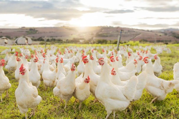 Farm, sustainability and chicken flock on farm for organic, poultry and livestock farming. Lens flare with hen, rooster and bird animals in countryside field in spring for meat, eggs and protein. - Zdjęcie, obraz