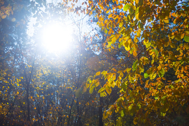 jiskřivé slunce tlačit přes červené suché větve stromu, přírodní podzimní les pozadí - Fotografie, Obrázek