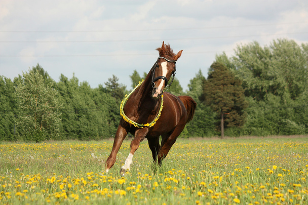 Kasztanowe koń galopujący na pole - Zdjęcie, obraz