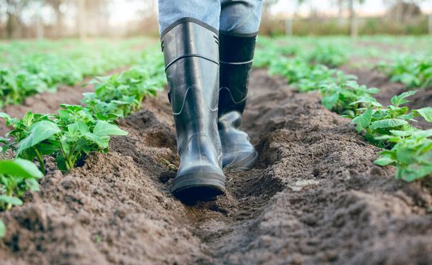 Φάρμα, παπούτσια και πόδια αγρότη που περπατά μέσα από ένα γεωργικό κήπο για τη συγκομιδή και τη βιωσιμότητα. Agro, εξοχή και κηπουρός πόδι σε μπότες τα πόδια μέσα από το πεδίο και το έδαφος στη φύση. - Φωτογραφία, εικόνα