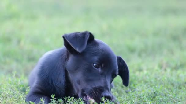Ein schöner kleiner schwarzer Hund nagt an einem Knochen, während er auf dem grünen Gras liegt. Das Tier frisst. Zeitlupe - Filmmaterial, Video