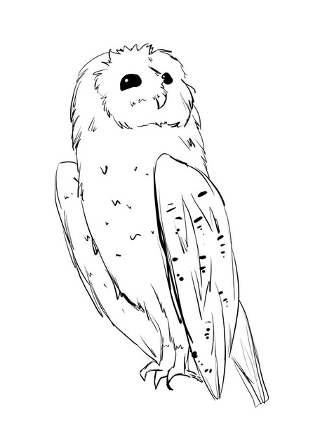 Barn owl in line art style illustration - Photo, Image