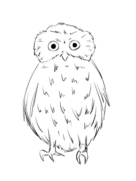 Southern Boobook owl bird in line art illustration  - Fotoğraf, Görsel