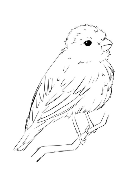 Rosenfinches Are bird in line art illustration  - Fotografie, Obrázek