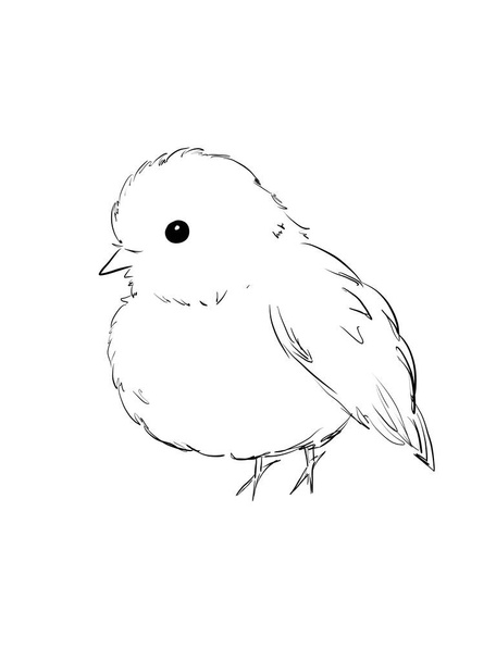 Australian Pink Robins pájaro en línea ilustración de arte - Foto, Imagen