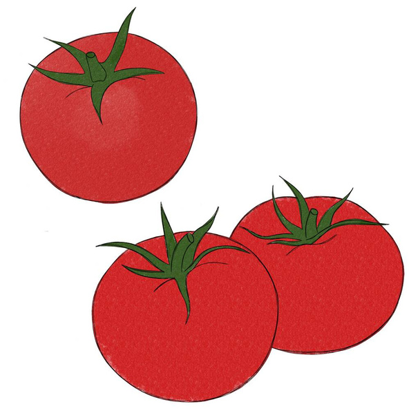 Üç büyük sulu domates - bir sebzenin sulu boya çizimi - Fotoğraf, Görsel