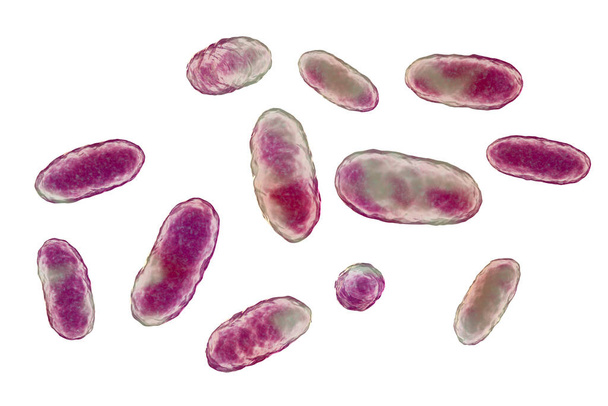 Bactéries Agrégatibacter, illustration 3D. Aggregatibacter aphrophilus et A. actinomycetemcomitans, bactéries Gram-négatives, partie de la flore normale de la bouche et de la gorge, causent également une endocardite - Photo, image