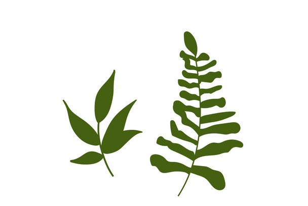Green forest fern, tropical green eucalyptus greenery art foliage natural leaves herbs . illustration for design - Vektor, kép