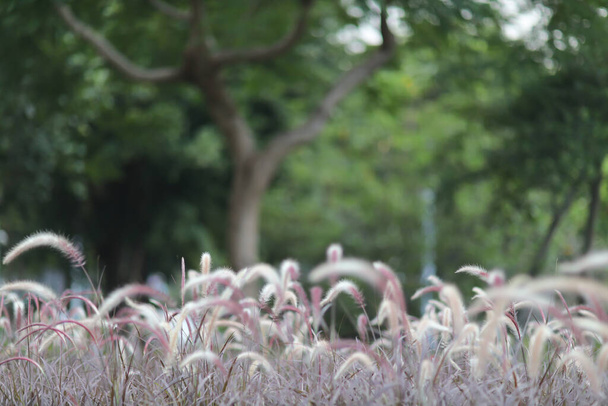 a Fountain grass or pennisetum alopecuroides, hk - Photo, Image