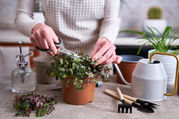 house gardening - Woman taking care of Callisia repens plant in a pot at home. - Photo, Image