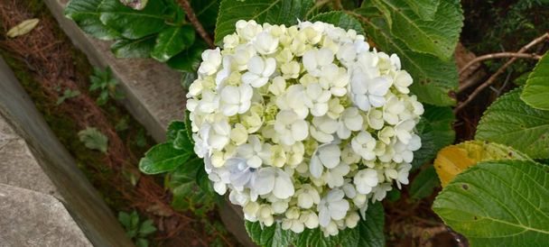 De hortensia ("Hortensia paniculata") is een plant uit de familie hortensia 's ("Hortensia"). Hortensia paniculata close-up. - Foto, afbeelding