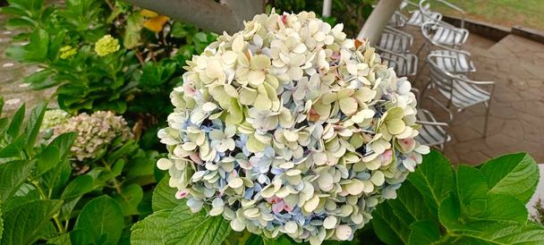 Hydrangea paniculata, the panicled hydrangea, is a species of flowering plant in the family Hydrangeaceae. Hydrangea paniculata close up. - Photo, Image