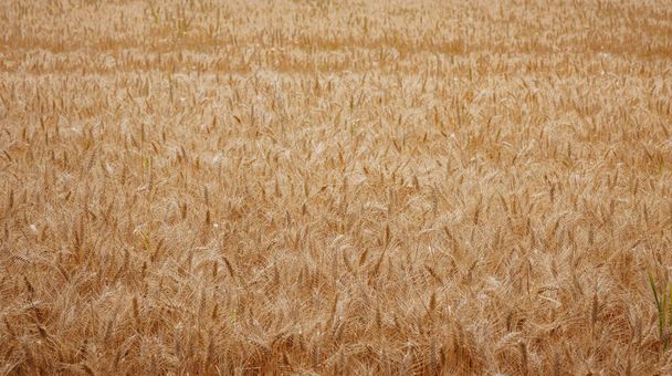 Золоте пшеничне поле і зелений пагорб. Роггенбург, Швейцарія. Світ краси. - Фото, зображення