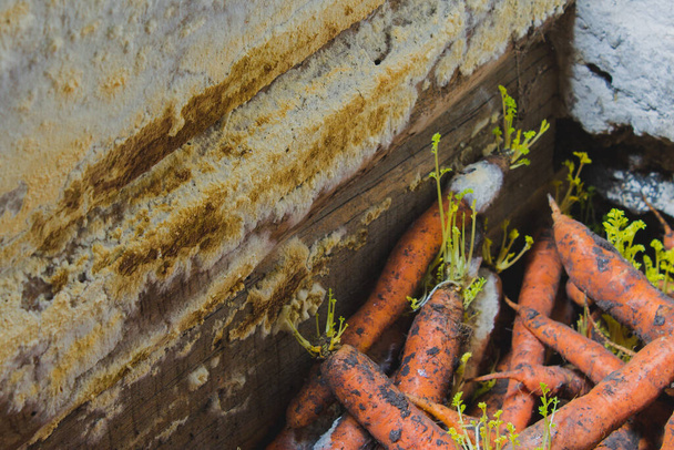 improper storage of carrots, mold and sprouts in the cellar - Photo, Image