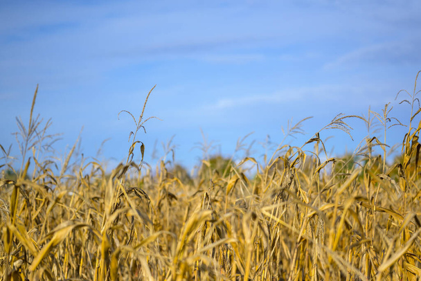 Campo de milho com milho seco contra um céu azul - Foto, Imagem