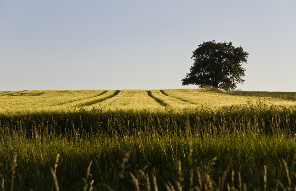 Одиночне дерево і зерно
 - Фото, зображення