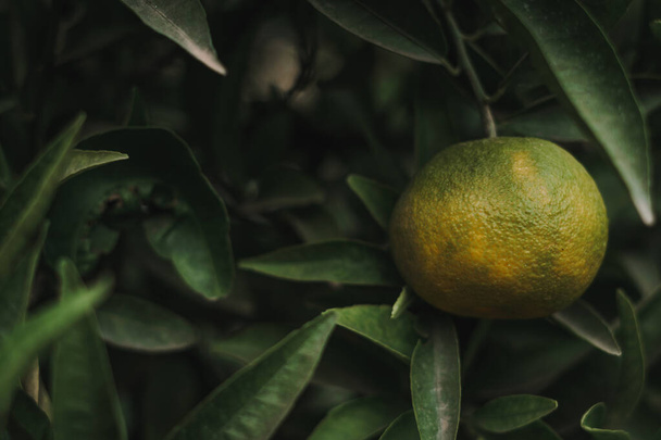 Fas, Marakeş 'teki bir bahçede meyve ağacında yetişen taze yeşil limonlar. Boşluğu kopyala - Fotoğraf, Görsel