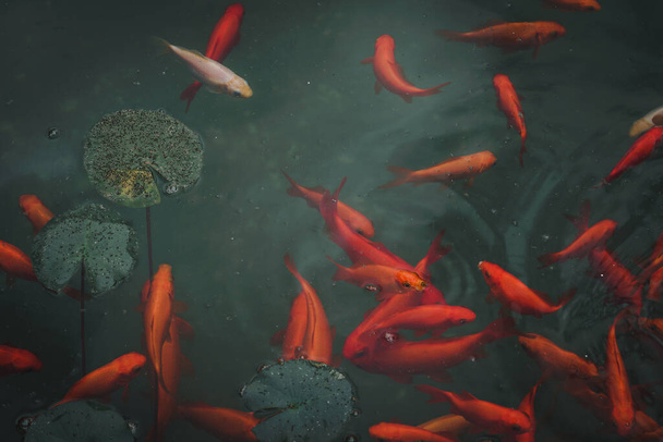Heldere levendige rode en oranje goudvissen in groene zoetwatervijver. Landschapsbeeld met kopieerruimte beschikbaar - Foto, afbeelding