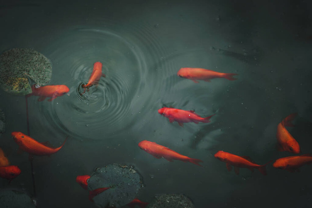 Bright vivid red and orange gold fish in green fresh water pond. Landscape oreintation image with copy space available - 写真・画像