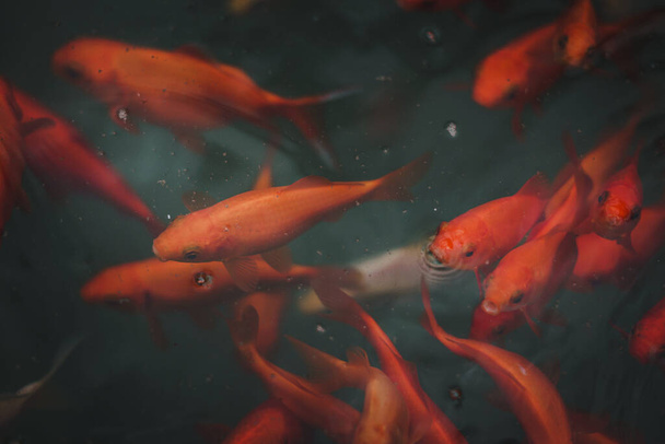 Heldere levendige rode en oranje goudvissen in groene zoetwatervijver. Landschapsbeeld met kopieerruimte beschikbaar - Foto, afbeelding