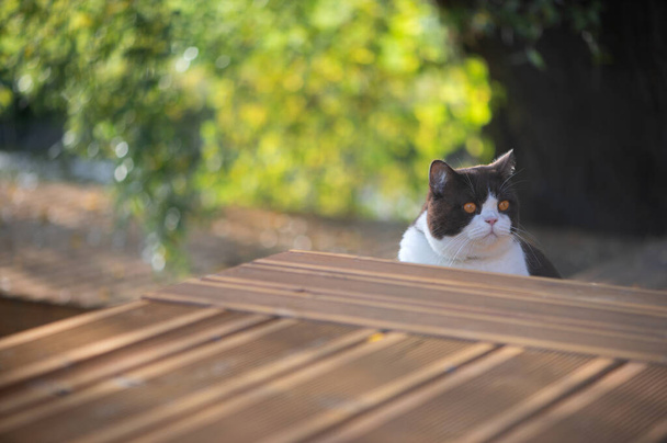 Komoly brit gyorsírás macska sárga szemek ül otthon fa terasz - Fotó, kép