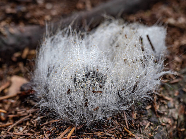 Molde de orvalho em excremento no chão na natureza. Fezes de animais cobertas com fibras de molde - Foto, Imagem