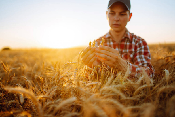 Man touching wheat spikelets in field. Farmer with ears of wheat in a wheat field. Harvesting. Agro business. - Fotoğraf, Görsel