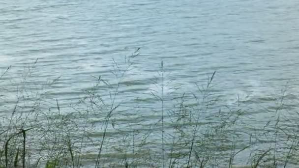 Nehirde rüzgarda hareketli çim tesisi - Video, Çekim