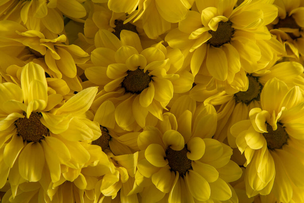 Yellow chrysanthemum flowers. Flower close-up. Floral flowers background. - Valokuva, kuva