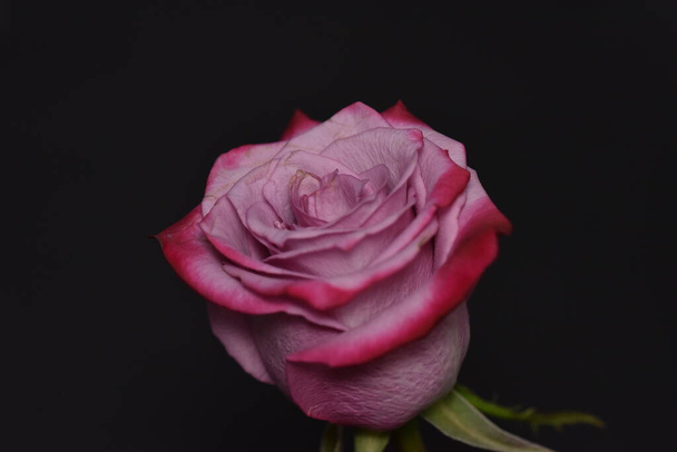 krásná růžová růže na černém pozadí - Fotografie, Obrázek