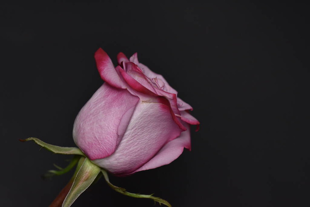 kaunis vaaleanpunainen ruusu mustalla taustalla - Valokuva, kuva