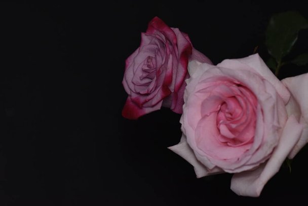 krásné bílé a růžové růže na černém pozadí - Fotografie, Obrázek