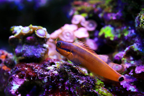Tail-spot bleeny fish - Ecsenius stigmatura - Photo, Image