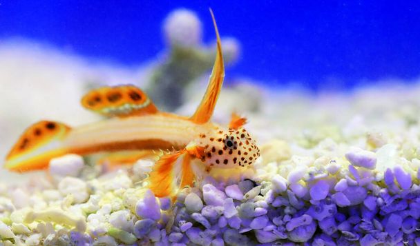 Spike-fin flaming Goby - Discordipinna griessingeri - Photo, Image
