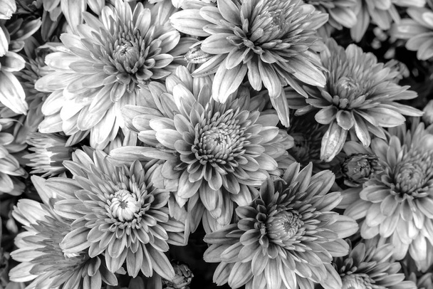 Blooming Mums or Chrysanthemums, Black and white flower background. - Photo, Image