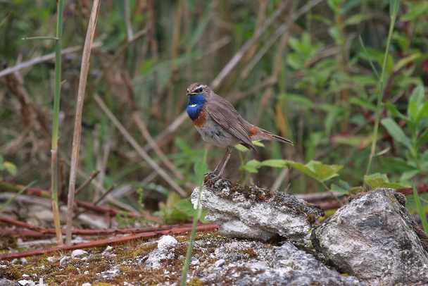 bluethroat sitting on a stone on the ground in its natural environment - Photo, Image