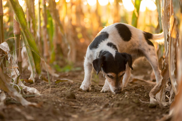 Jack Russell Terrier Dog on paennut ja seuraa johtolankaa maissipellolla syksyllä.
. - Valokuva, kuva