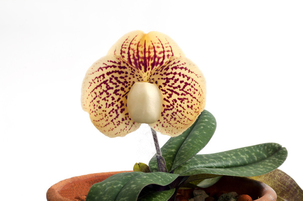 Цветок орхидей Paphiopedilum
. - Фото, изображение