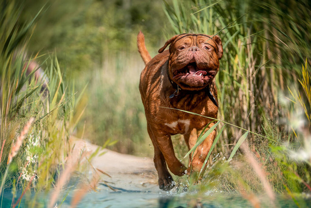 Un mastín francés junto al agua. Gran perro, Burdeos Gran Danés en el agua en la naturaleza. - Foto, imagen