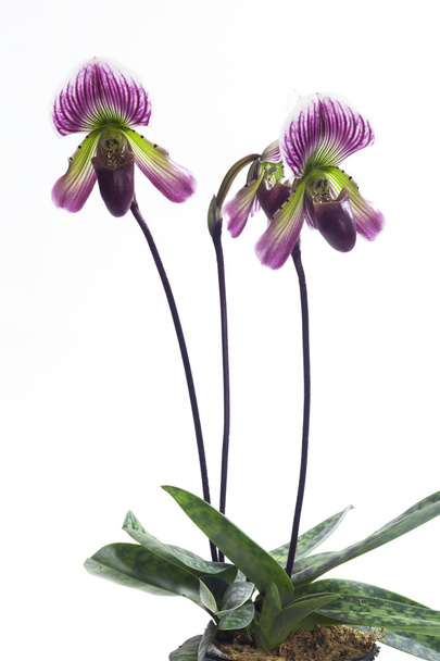 Paphiopedilum Orchideen Blume. - Foto, Bild