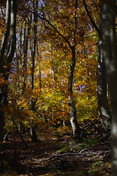 Podzimní les v polských Beskydech, turistika v horách za slunečného podzimního dne - Fotografie, Obrázek