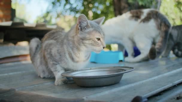 εγχώριες γάτες τρώνε τρόφιμα στον κήπο από πολύχρωμα μπολ. - Πλάνα, βίντεο
