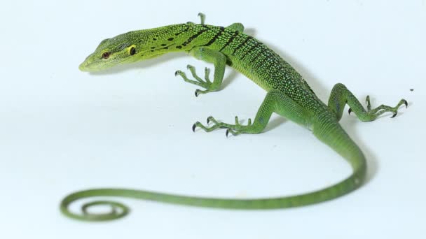 The emerald green tree monitor lizard (Varanus prasinus) isolated on white background - Footage, Video
