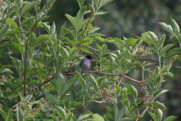 male eurasian blackcap sitting in a shrub - Photo, Image