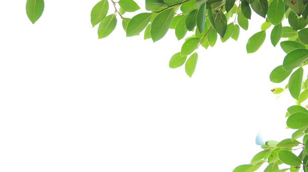 Suhahdus puun lehdet valkoisella pohjalla kopioi tilaa                        - Valokuva, kuva