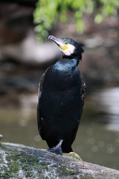 Kormoran / Great cormorant / Phalacrocorax carbo - Photo, Image