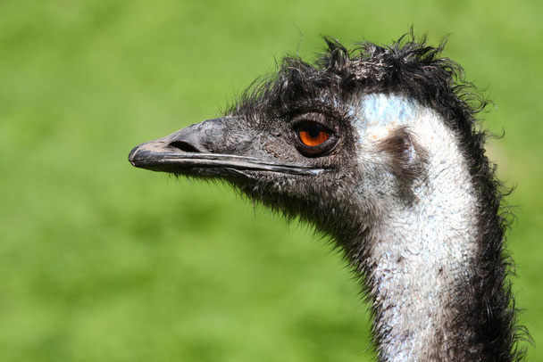 Grosser Emu / Emu / Dromaius noveabollandiae - Foto, afbeelding