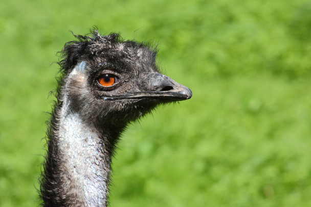 Grosser Emu / Emu / Dromaius noveabollandiae - Fotoğraf, Görsel