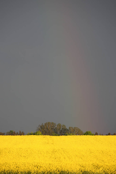 Πεδίο Rapsfeld mit Regenbogen / Rape με Rainbow / Brassica napus - Φωτογραφία, εικόνα
